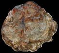 Colorful Petrified Wood Round - Madagascar #58812-2